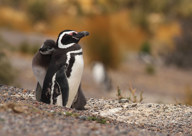 photo of a penguin chick and its mother