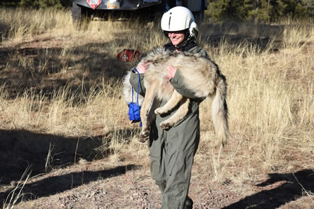 photo of a woman wearing a helmet, carrying a sedated wolf