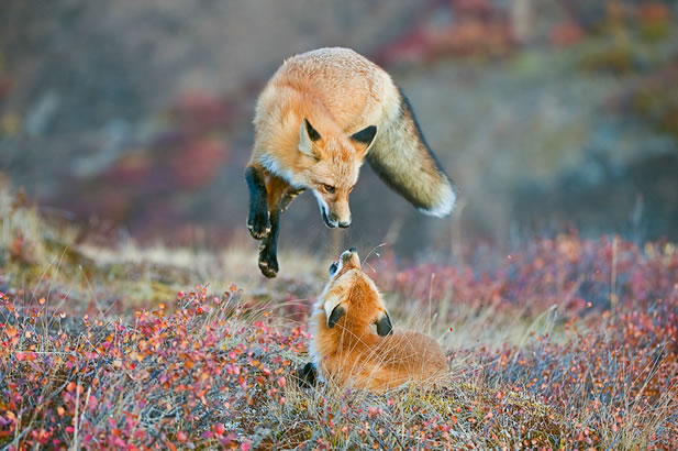 photo of a fox in an apparently playful mid-air pounce toward another fox