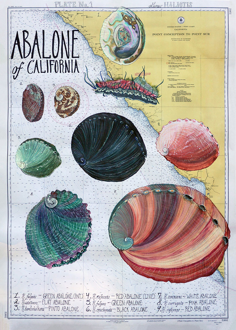 artwork, depicting a map of California and abalone species by shell